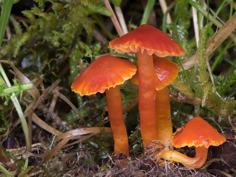 Hygrocybe subpapillata